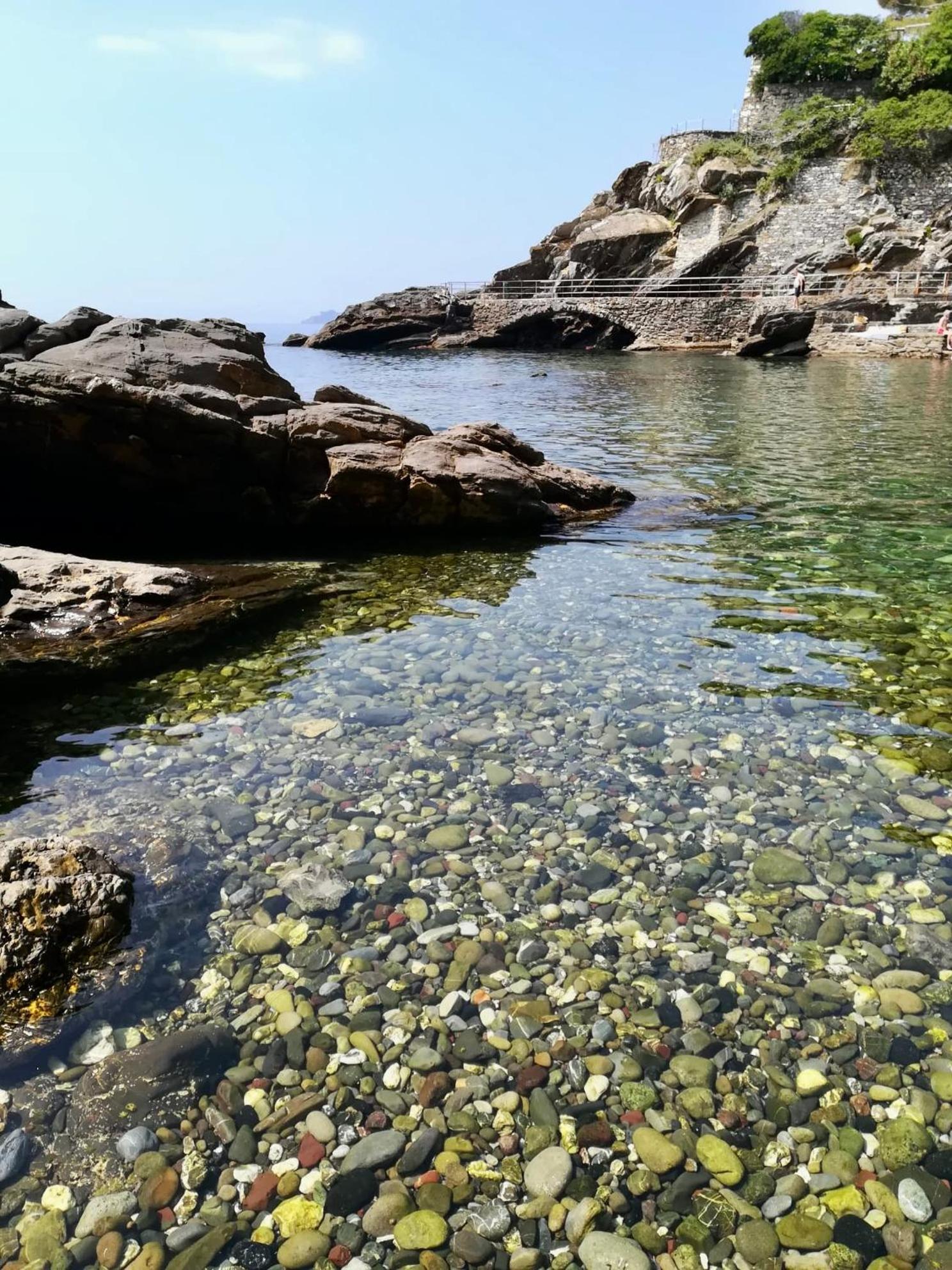 Pitosforo Zoagli